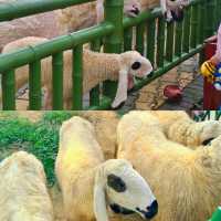 常德野生動物園！湖南人自己的“長隆”