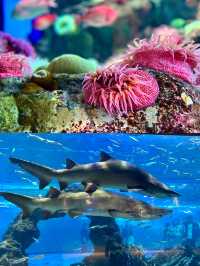 波士頓新英格蘭水族館體驗