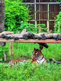 高鐵直達走進動物王國48H暢玩攻略