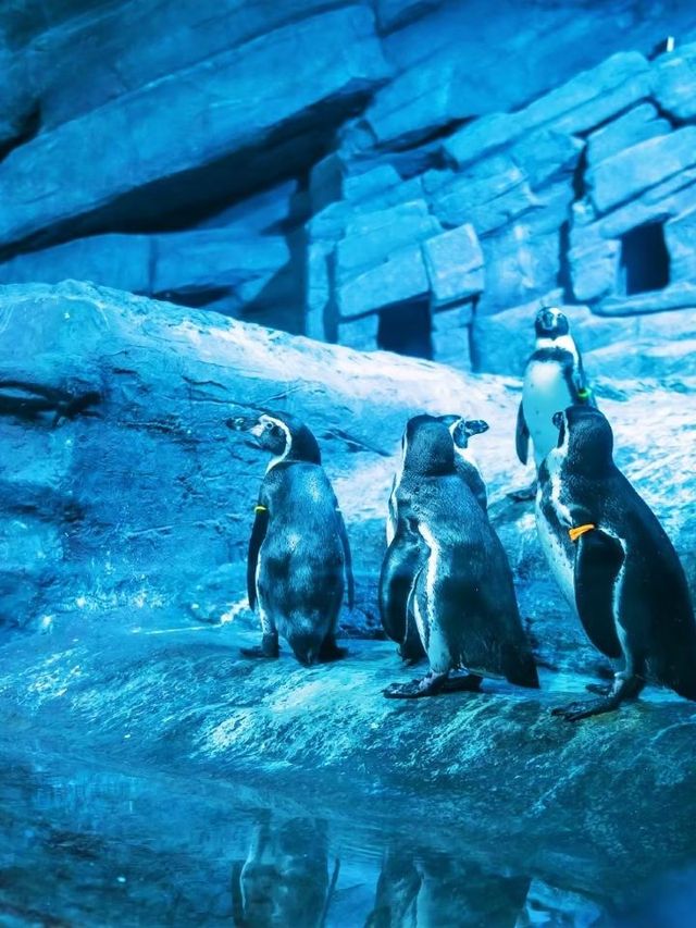 🌴 Phuket's Top Family Fun Spots 🎢🏖️