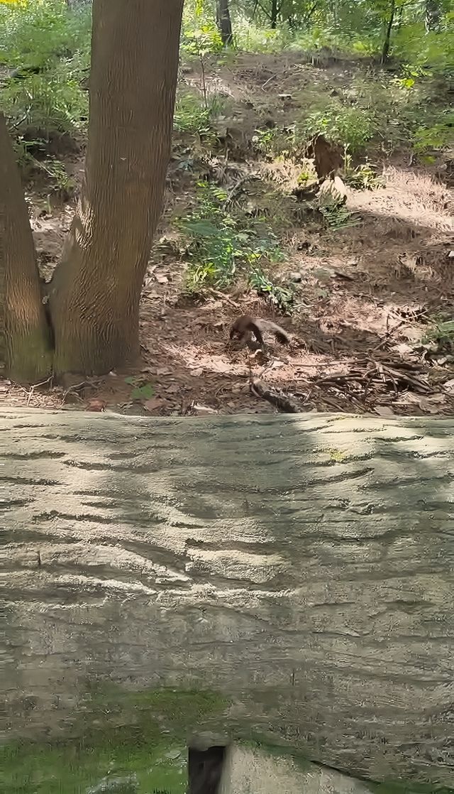鐵嶺龍首山，好多好多松鼠！