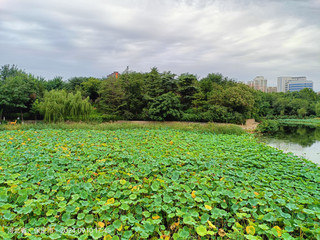 Jingxiu Park