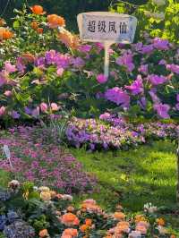 濟南現實版莫奈花園:綠意盎然的花園之城。