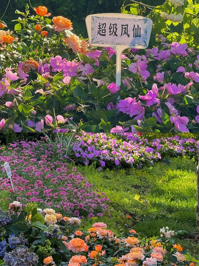 濟南現實版莫奈花園:綠意盎然的花園之城。