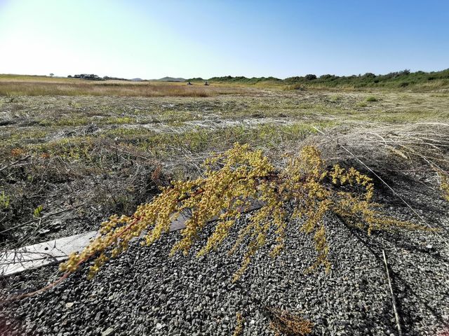 金蓮川：空氣裡都是「菊花茶」的芬芳！。