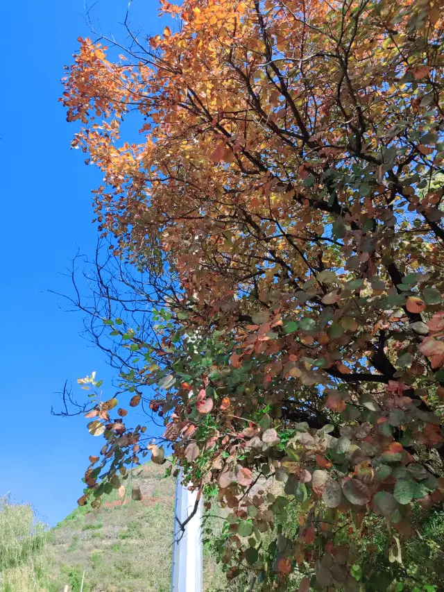 Zibo Fengshan: A Red Leaf Painting in Autumn