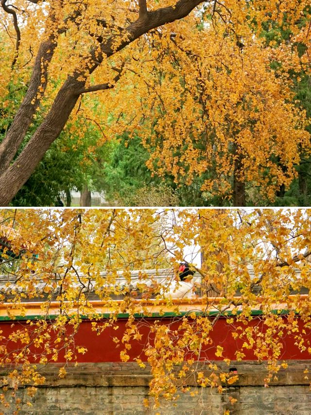 北京賞秋｜北海公園觀賞銀杏遊玩攻略。