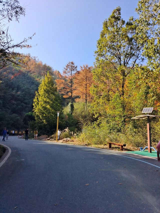 絕美賞秋勝地‖金錢松森林公園。