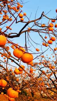恭城紅岩村｜被滿屏的橘色柿子包圍啦。