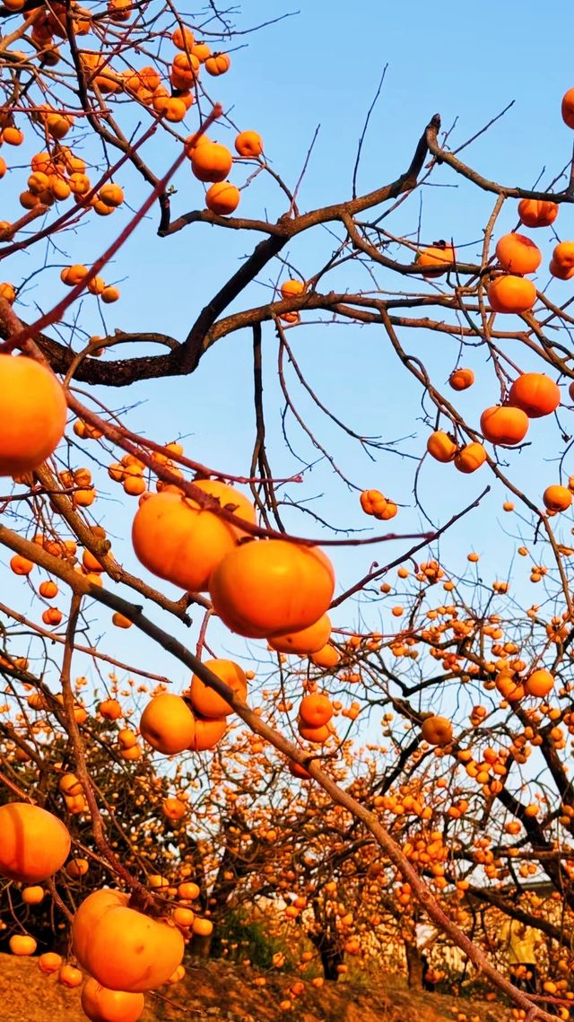 恭城紅岩村｜被滿屏的橘色柿子包圍啦。