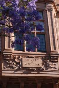 Capture the Perfect Jacaranda Photo Spot