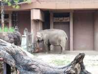 Visiting Nagoya's Higashiyama Zoo and Botanical Gardens: A Cautionary Tale