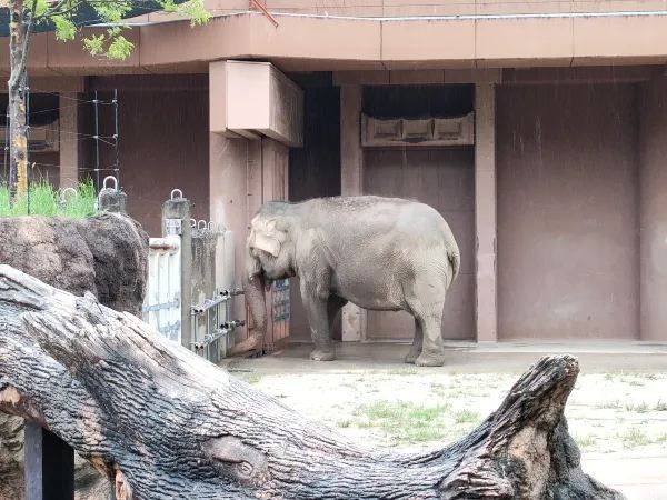 Visiting Nagoya's Higashiyama Zoo and Botanical Gardens: A Cautionary Tale