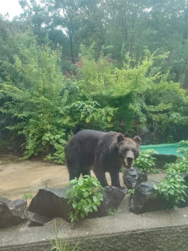 Visiting Nagoya's Higashiyama Zoo and Botanical Gardens: A Cautionary Tale