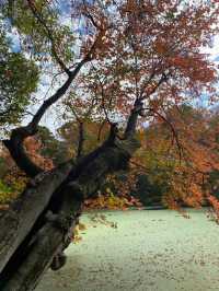Autumn is the most beautiful season!! 