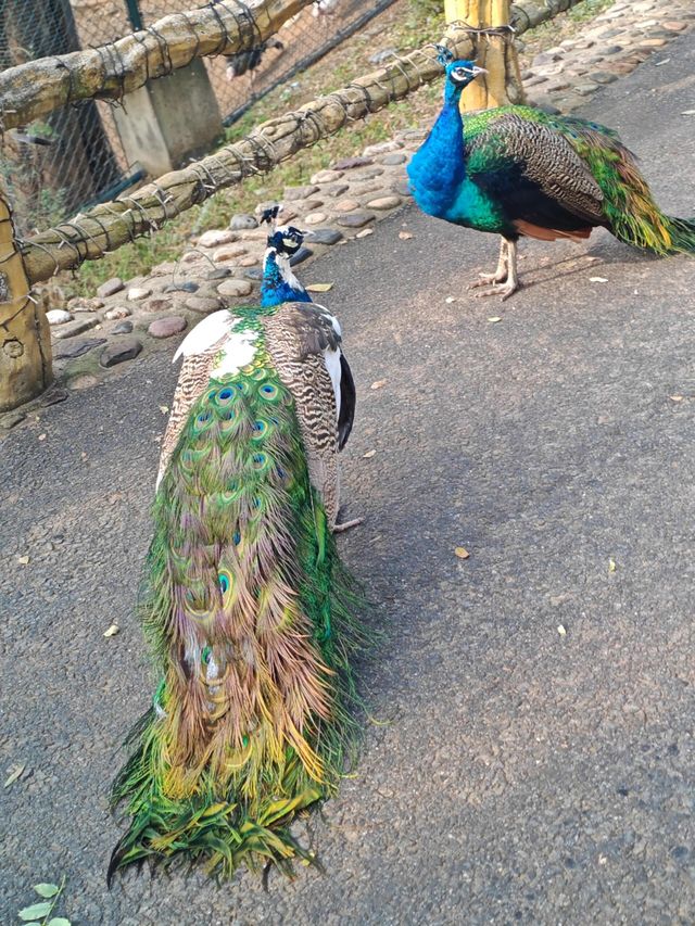 鞍山動物園｜萌動鋼城，動物奇幻樂園大冒險！。