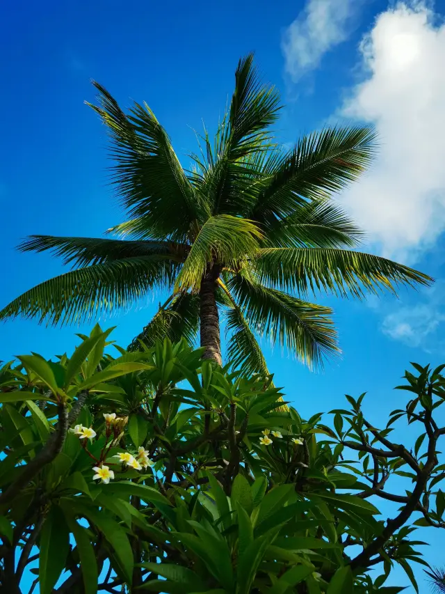 三亞秋遊季|超詳細攻略,錯過等一年。