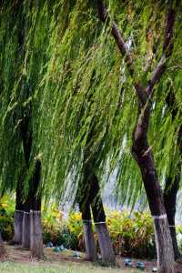逛無數次，都不會厭倦的沙湖公園。