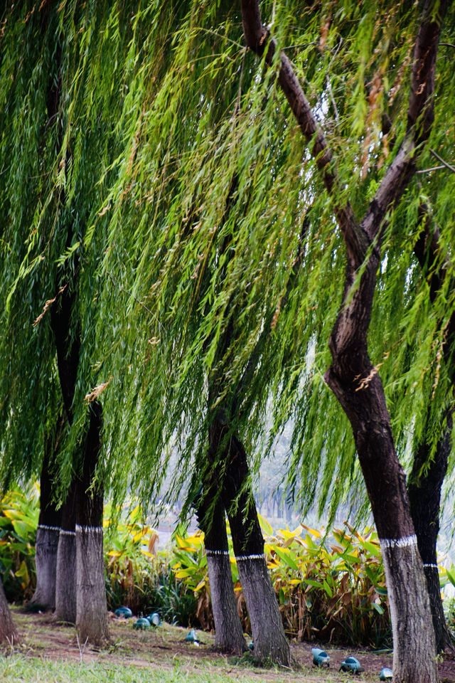 逛無數次，都不會厭倦的沙湖公園。