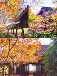 杭州免費4A公園有多牛 紅楓似火，銀杏如海
