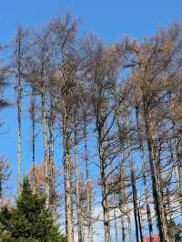 平河梁：將大地點綴成絢麗多姿的四季之美