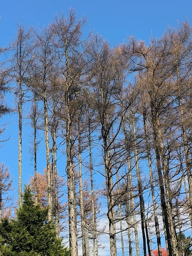 平河梁：將大地點綴成絢麗多姿的四季之美