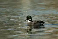 西安初冬的昆明池-鳥類天堂。