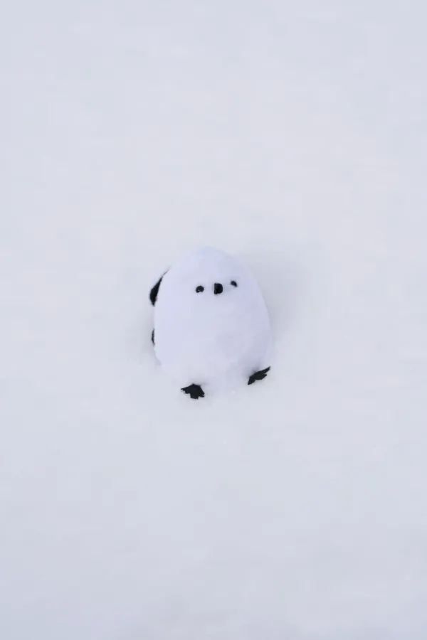 北海道｜我的雪國日記⛄️