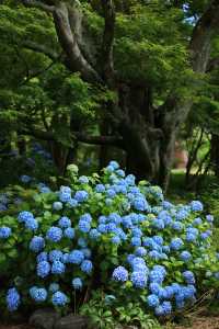 基督城植物園｜四季不同景｜夏日盡繁花