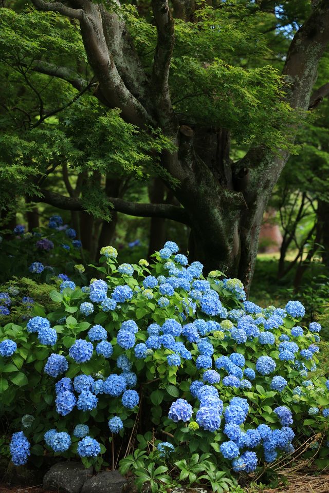 基督城植物園｜四季不同景｜夏日盡繁花