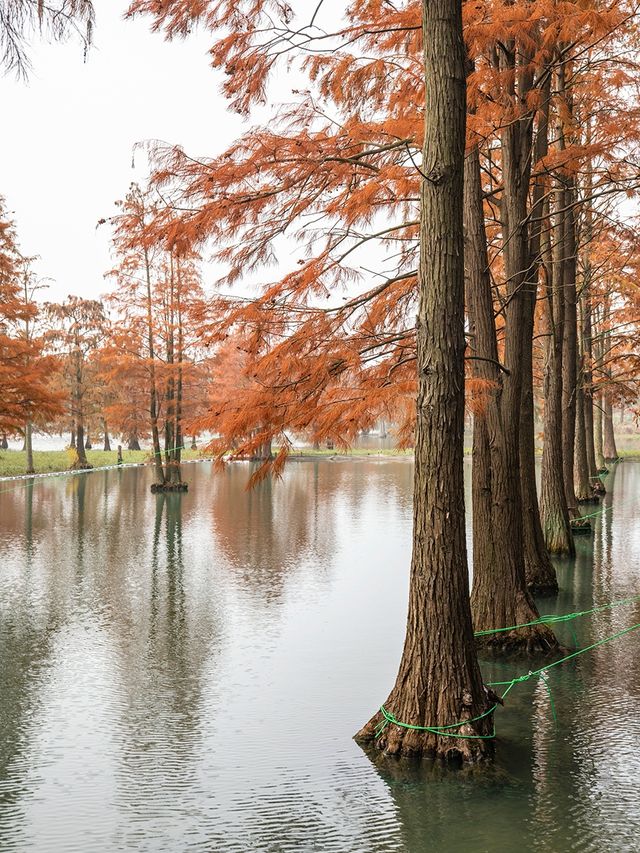 青西郊野公園