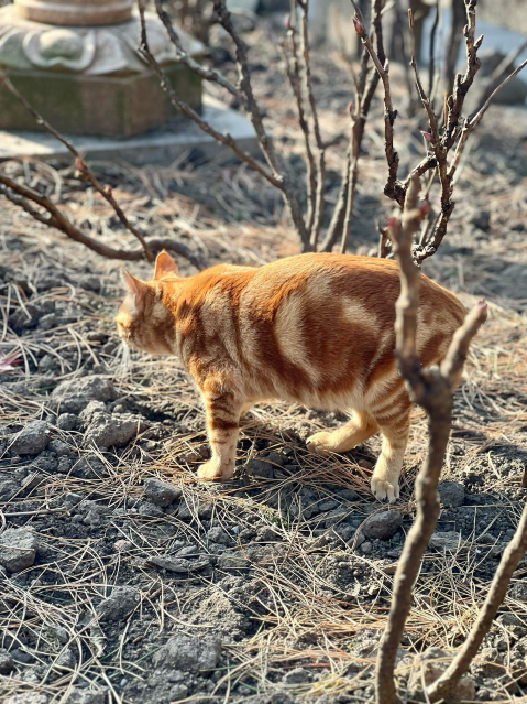 上海龍華寺現況｜祈福請手繩少排隊攻略｜Trip.com 上海