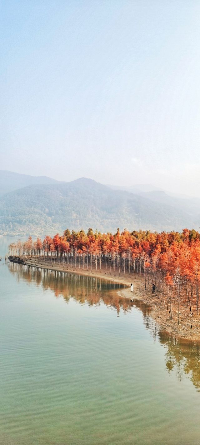 解鎖斜溪村紅樹林，感受自然的原始魅力