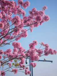 冬日限定｜河邊的紫色花海誰能抗拒