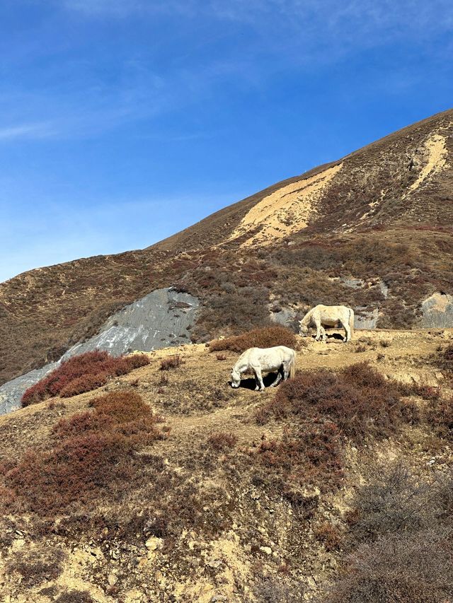 四姑娘山-魚子西老年人遊玩攻略 悠閒不虛行