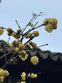 姑蘇冬韻：曲園