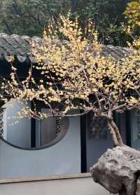 羨園裏，到處臘梅香