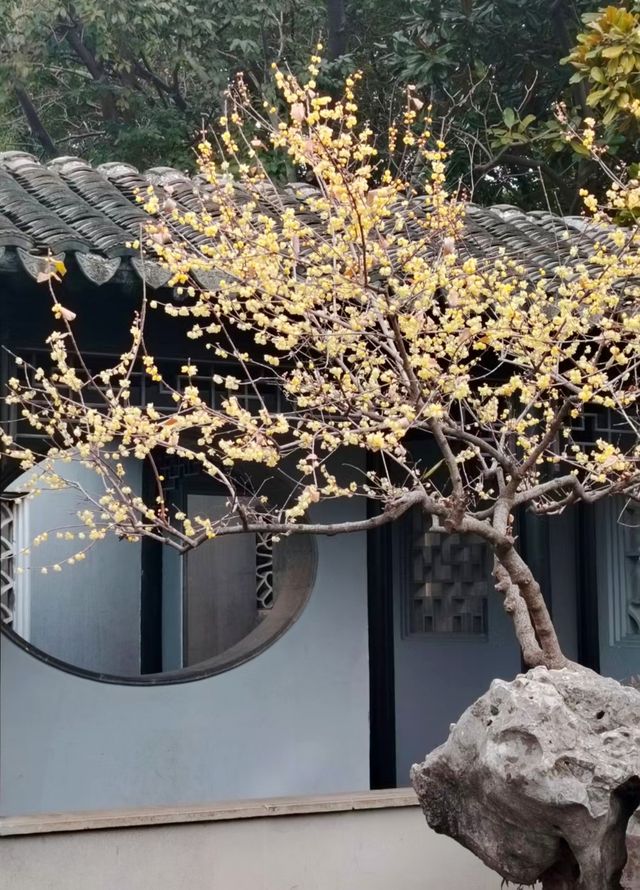 羨園裏，到處臘梅香
