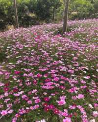 深圳白沙灣公園：有山有海有花的夢幻之地