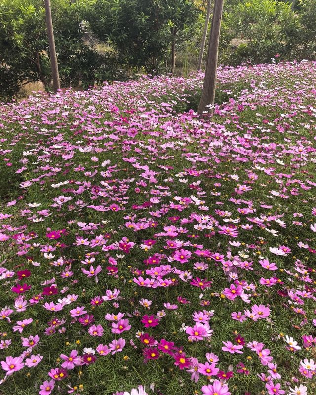 深圳白沙灣公園：有山有海有花的夢幻之地