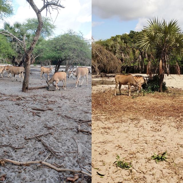 達累斯薩拉姆動物園，與非洲野生動物親密接觸的超讚體驗