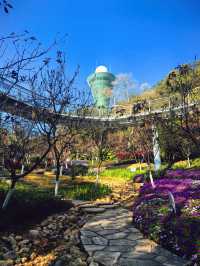 廈門旅遊|狐尾山櫻花谷的櫻花還要再等等