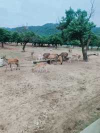 哇塞秦嶺野生動物園，動物愛好者的夢幻天堂