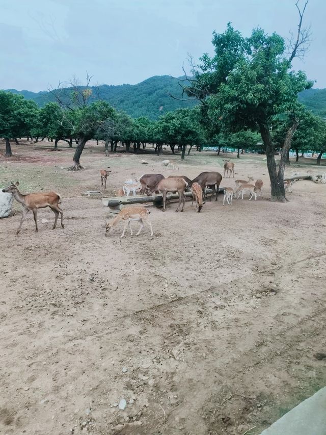哇塞秦嶺野生動物園，動物愛好者的夢幻天堂