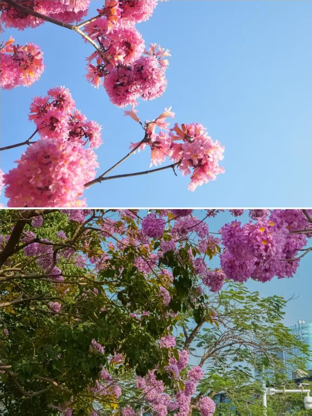 風兒告訴我，深圳的花兒開了