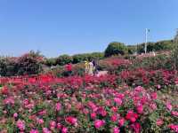 深圳賞花好去處！油菜花、月季花開得太好啦！