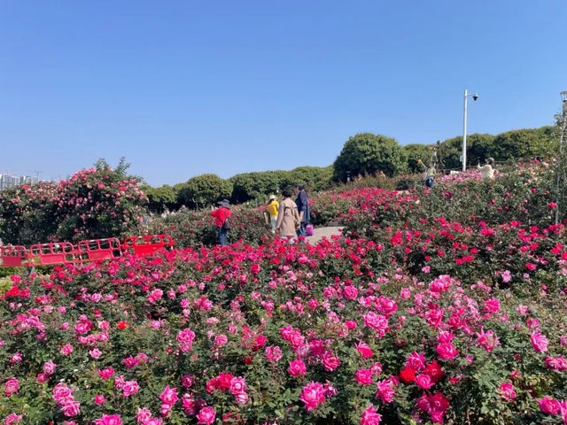深圳賞花好去處！油菜花、月季花開得太好啦！