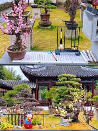 2.14實拍︳古漪園的梅花已經開了！可以衝！