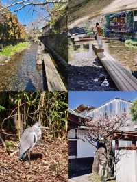 探秘日本三島市：山海間的小眾寶藏