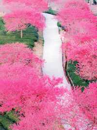 直擊《國家地理》封面級櫻花仙境!